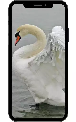 Play Swan Wallpaper  and enjoy Swan Wallpaper with UptoPlay