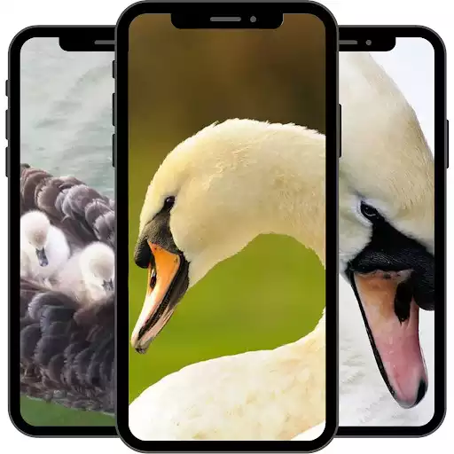 Play Swan Wallpaper as an online game Swan Wallpaper with UptoPlay