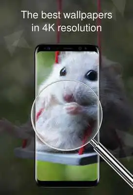 Play Sweet animals 4k