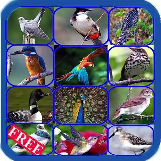 Free play online Sweet Bird Sounds Real APK