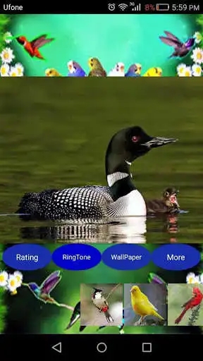 Play Sweet Bird Sounds Real