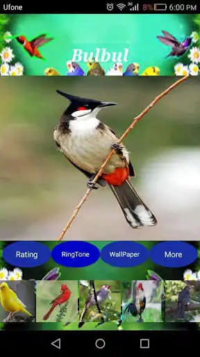 Play Sweet Bird Sounds Real