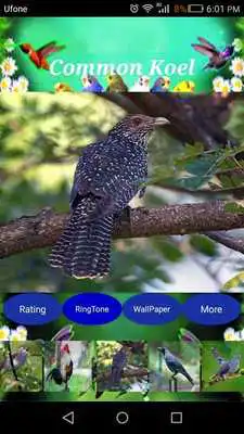 Play Sweet Bird Sounds Real