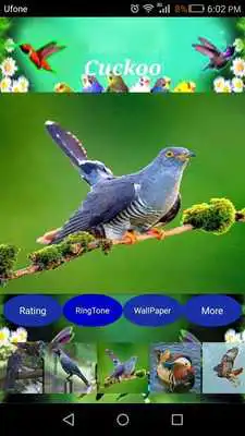 Play Sweet Bird Sounds Real