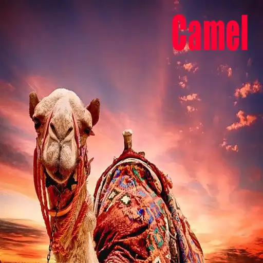 Play Sweet Camel Animal Pictures APK