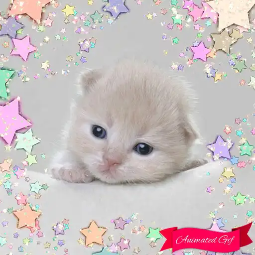 Run free android online Sweet Cats GIF Photo Frames APK
