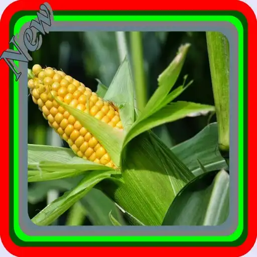 Play Sweet Corn Cultivation APK