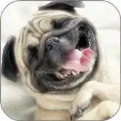 Free play online Sweet Dog HD live Wallpaper APK