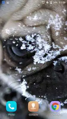 Play Sweet Dog HD live Wallpaper