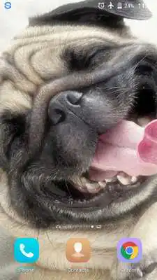 Play Sweet Dog HD live Wallpaper