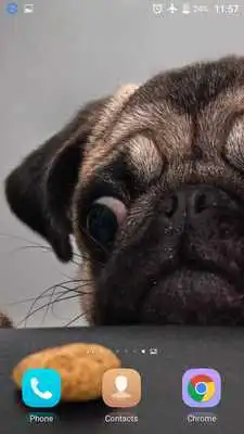 Play Sweet Dog HD live Wallpaper