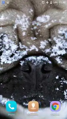 Play Sweet Dog HD live Wallpaper