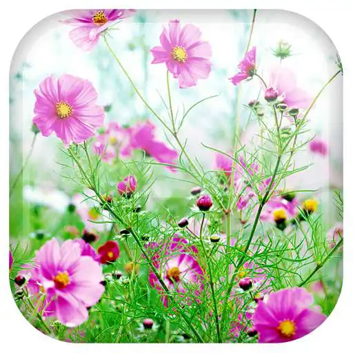 Play Sweet Flowers Live Wallpaper APK