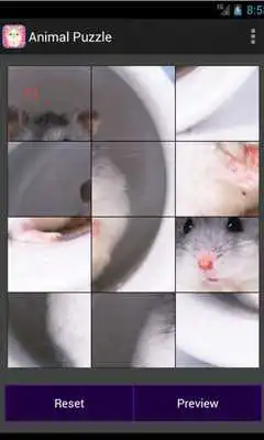 Play Sweet Pet Puzzle Play Sweet Pet Puzzle