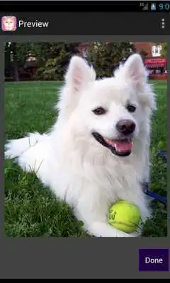 Play Sweet Pet Puzzle Play Sweet Pet Puzzle