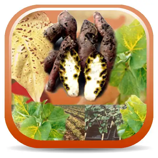 Play Sweetpotato DiagNotes APK