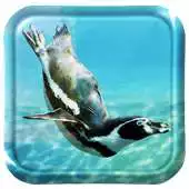 Free play online Swimming Penguins Live APK Free play online Swimming Penguins Live APK
