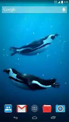 Play Swimming Penguins Live