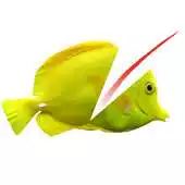 Free play online Swipe To Cut Swimming Fish APK