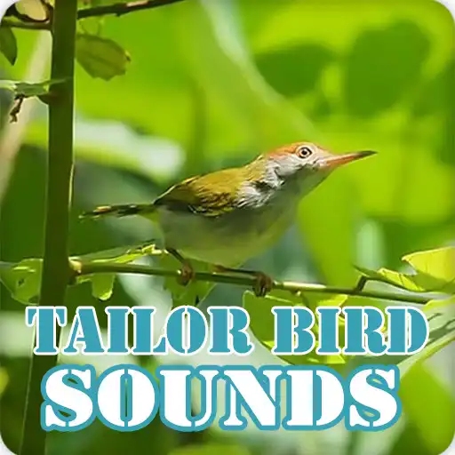 Play Tailor Bird Sounds Ringtone Collection APK