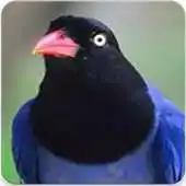 Free play online Taiwan Blue Magpie Sound APK