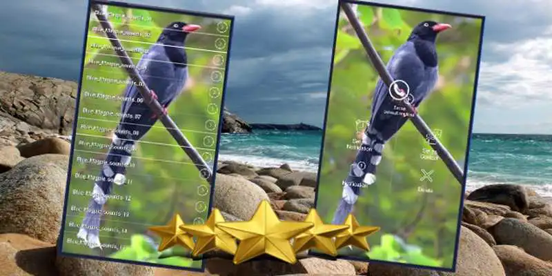 Play Taiwan Blue Magpie Sound