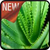 Free play online Taking Care of Aloe Vera APK Free play online Taking Care of Aloe Vera APK