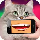 Free play online Talking Cat Translator PRO APK