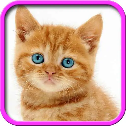 Play Talking, Dancing Cat. APK
