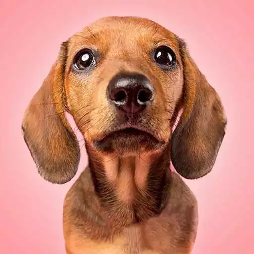 Play Talking Dogs APK Play Talking Dogs APK