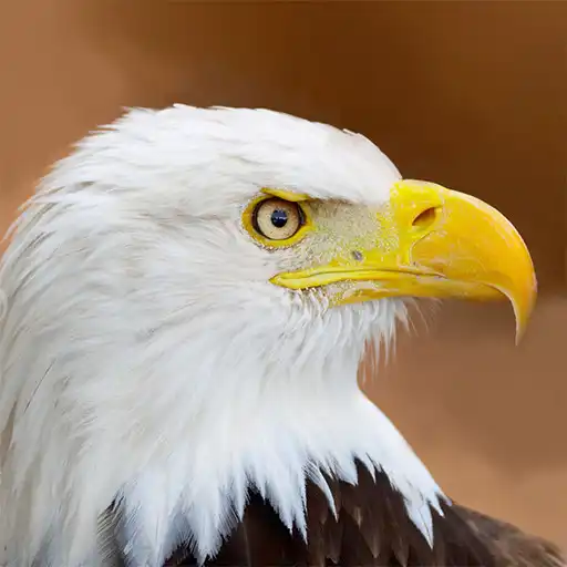 Play Talking Eagle Flight APK