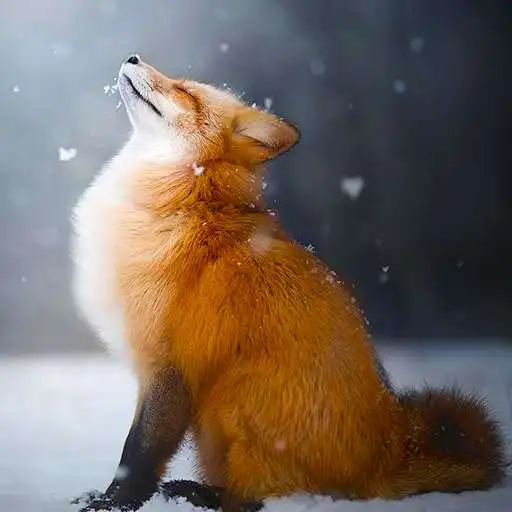 Play Talking Fox APK Play Talking Fox APK