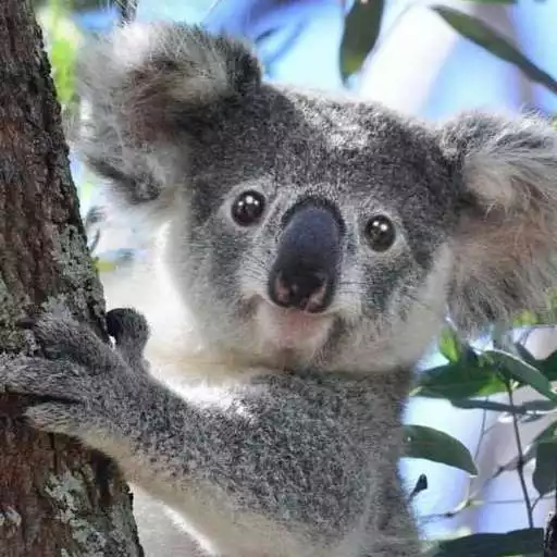 Play Talking Koala Bear APK Play Talking Koala Bear APK