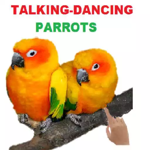 Play Talking Parrot dancing fun APK