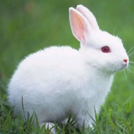 Play Talking Rabbit APK Play Talking Rabbit APK