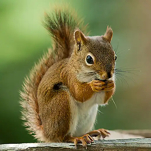 Free play online Talking Squirrel APK