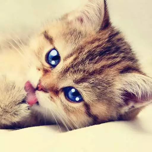 Play Talking Tabby Cat APK Play Talking Tabby Cat APK