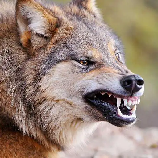 Play Talking Wolf APK Play Talking Wolf APK