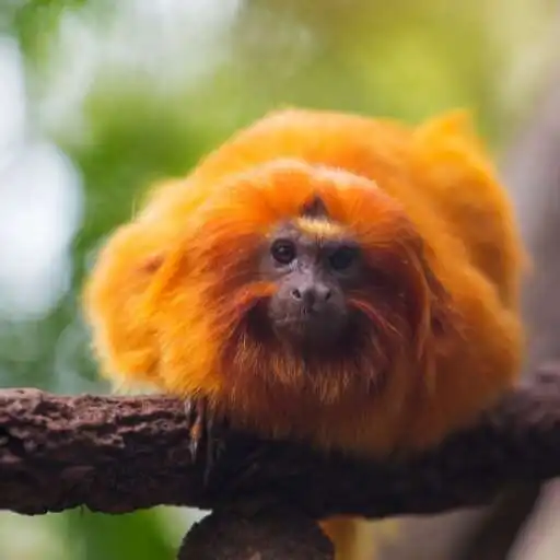 Play Tamarin monkey Wallpaper APK