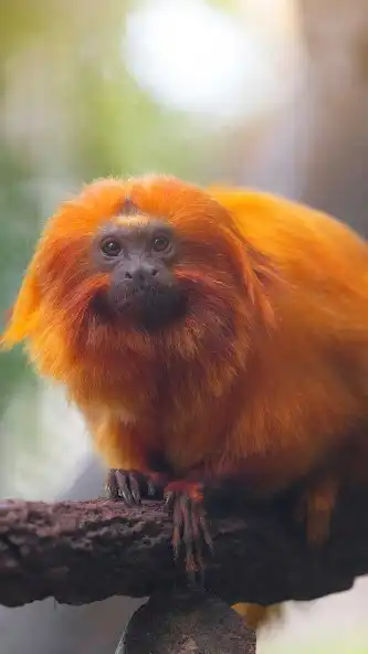 Play Tamarin monkey Wallpaper  and enjoy Tamarin monkey Wallpaper with UptoPlay