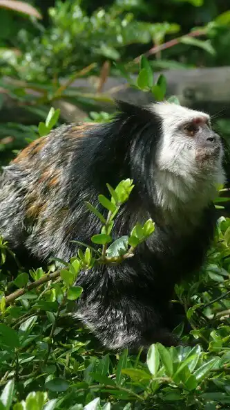 Play Tamarin monkey Wallpaper as an online game Tamarin monkey Wallpaper with UptoPlay