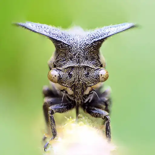 Play TapADot-Bugs APK