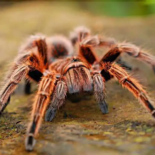 Play Tarantula Wallpaper APK