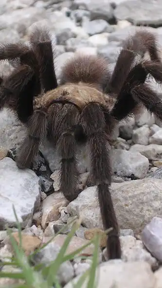 Play Tarantula Wallpaper and enjoy Tarantula Wallpaper with UptoPlay Play Tarantula Wallpaper and enjoy Tarantula Wallpaper with UptoPlay