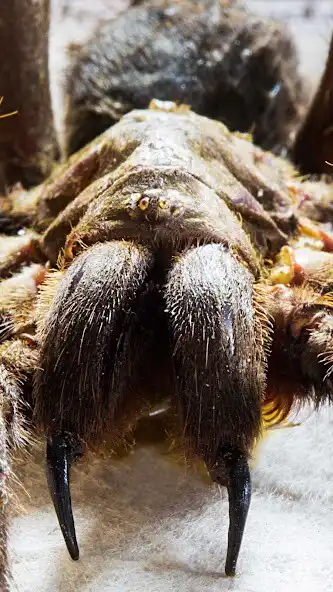 Play Tarantula Wallpaper as an online game online Tarantula Wallpaper with UptoPlay Play Tarantula Wallpaper as an online game Tarantula Wallpaper with UptoPlay