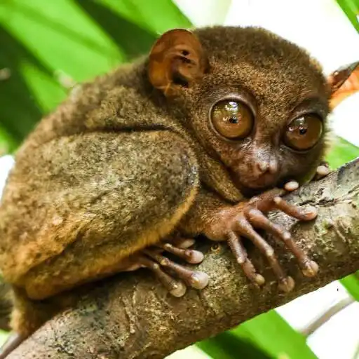 Play Tarsier Wallpaper APK