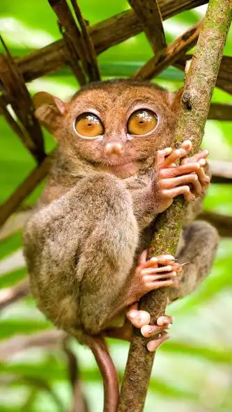 Play Tarsier Wallpaper and enjoy Tarsier Wallpaper with UptoPlay Play Tarsier Wallpaper and enjoy Tarsier Wallpaper with UptoPlay