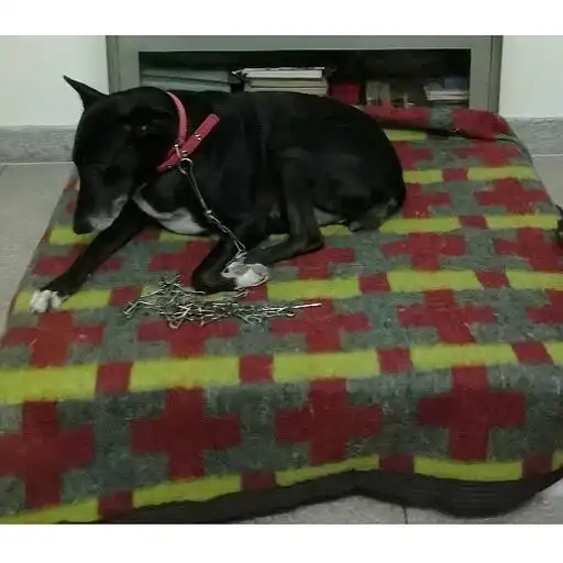 Play Taste of Zoo APK