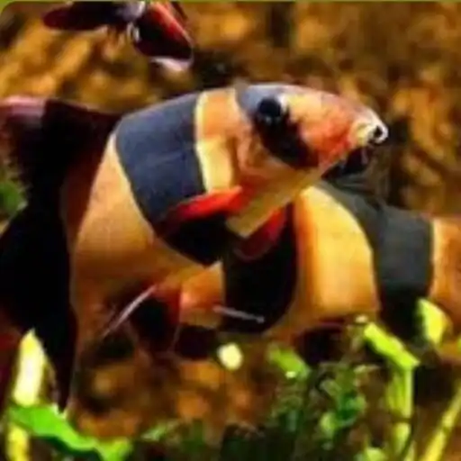 Free play online Tebak Nama Ikan APK Free play online Tebak Nama Ikan APK