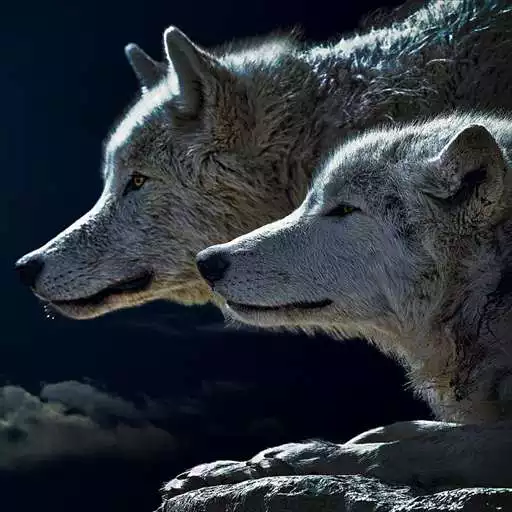 Play Teen Wolf Wallpaper APK